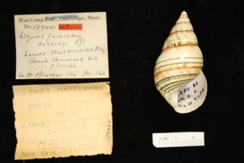 Media type: image;   Malacology 139000